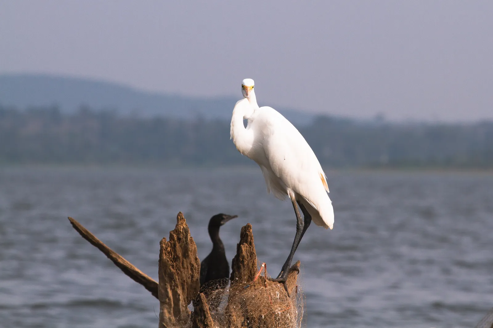 A tall white egret standing on a dead tree stump in a lake and staring straight into the lens, with a dark cormorant beside it and hazy hills behind.