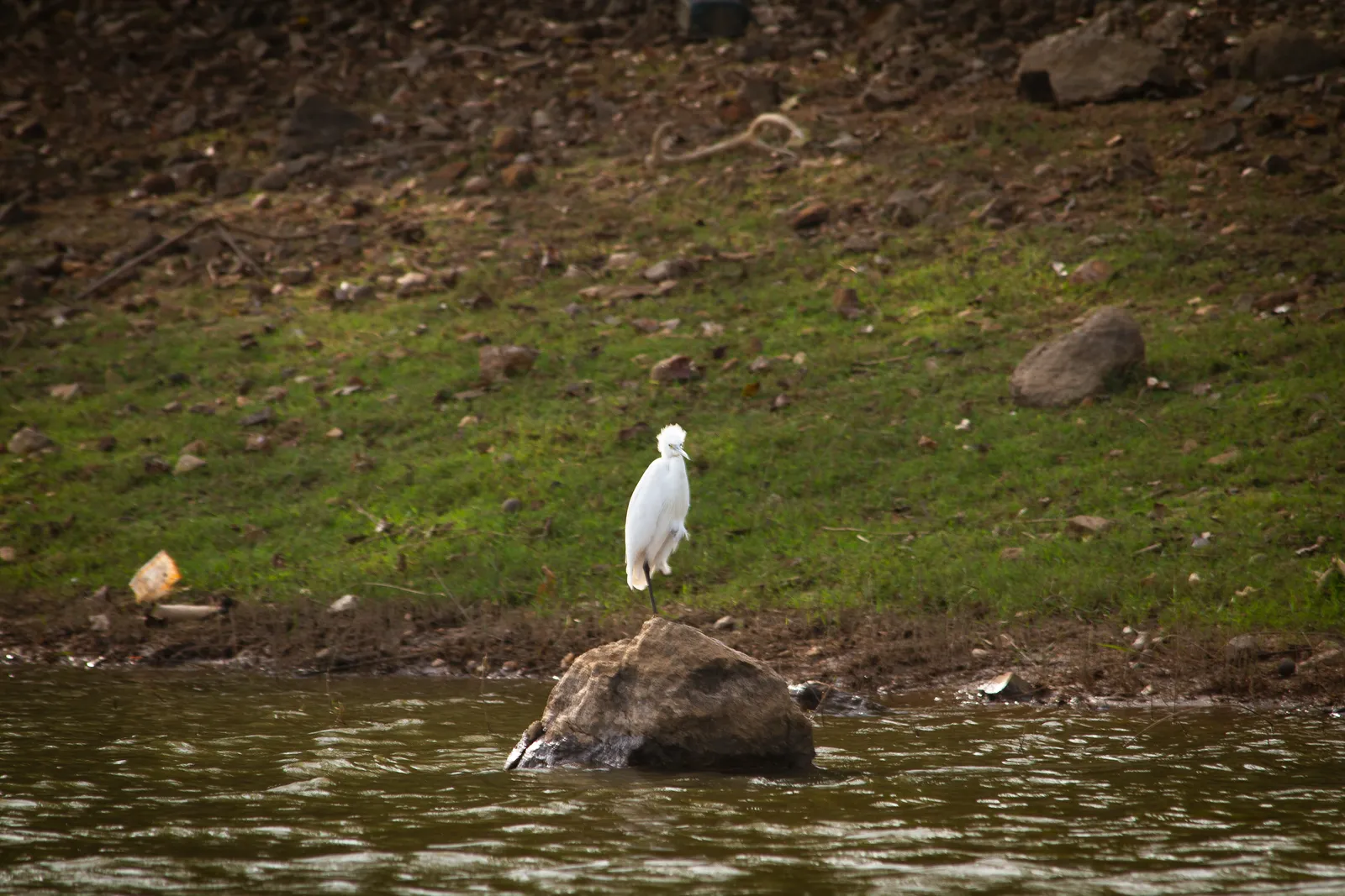 A small white egret standing upright on a grassy bank above the water, just behind a large rock.