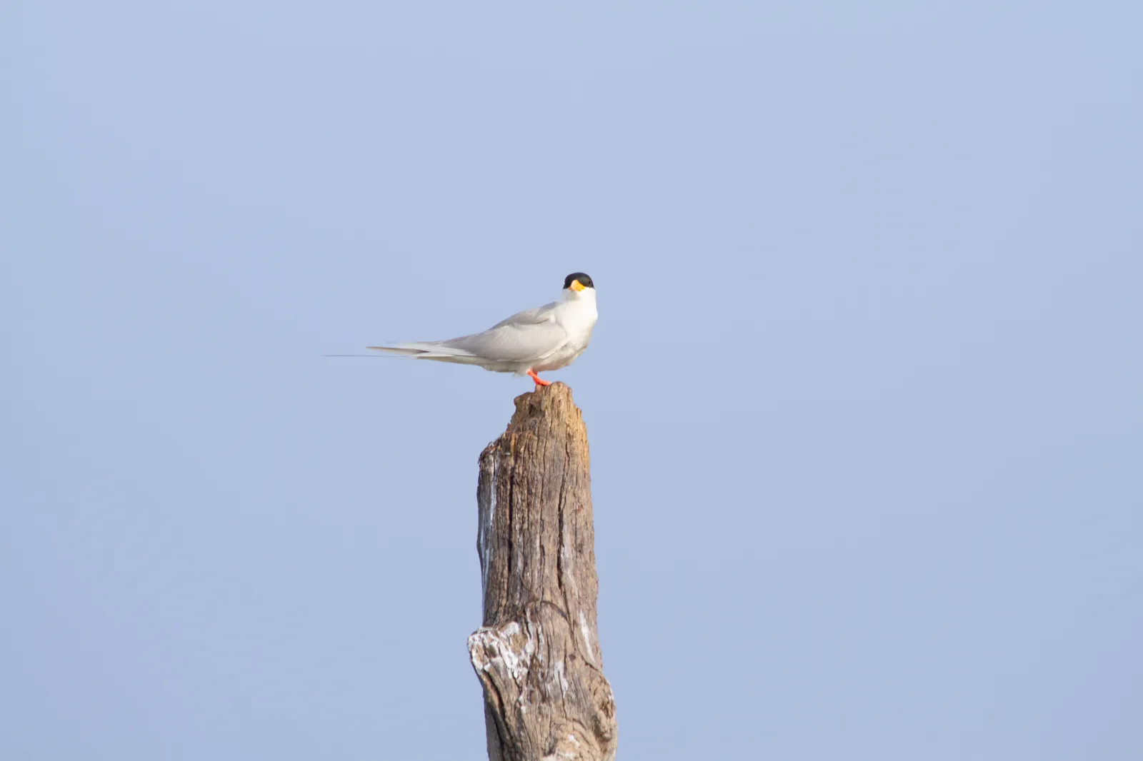 A pale grey and white tern with a black cap and yellow bill, perched on top of a weathered wooden post against a soft blue sky.