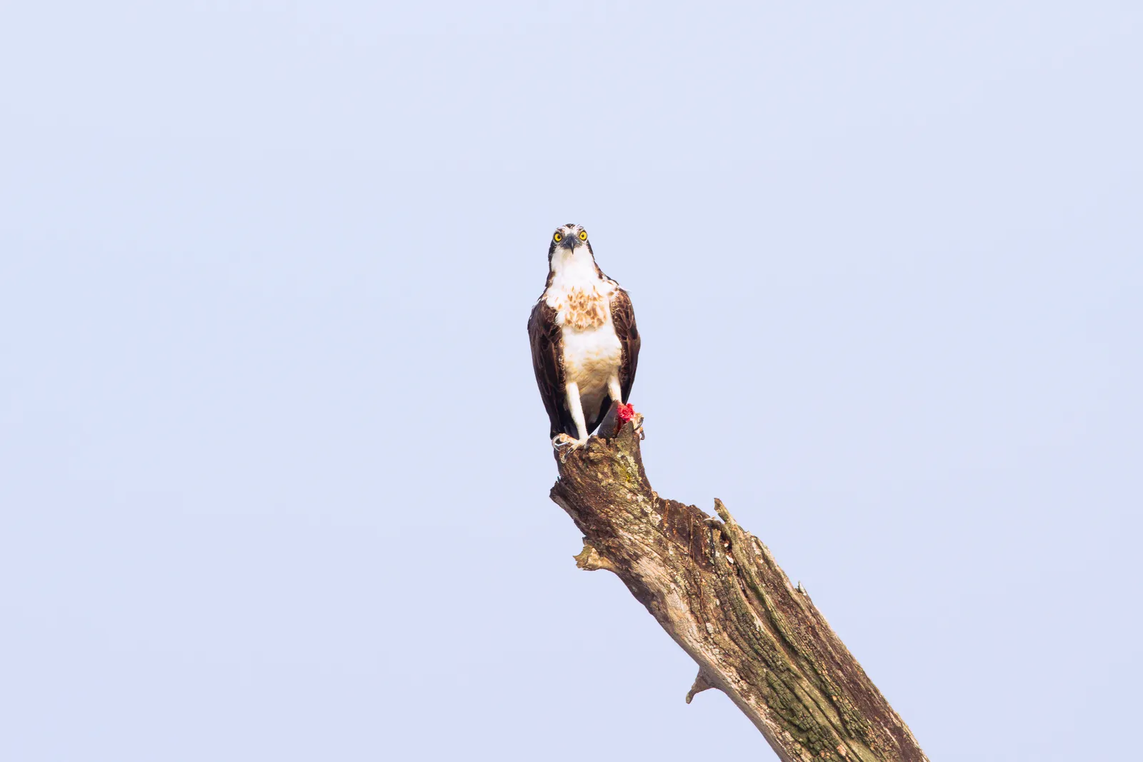 An osprey perched on a bare dead branch with a scrap of red prey in its talons, staring straight at the camera against a pale sky.