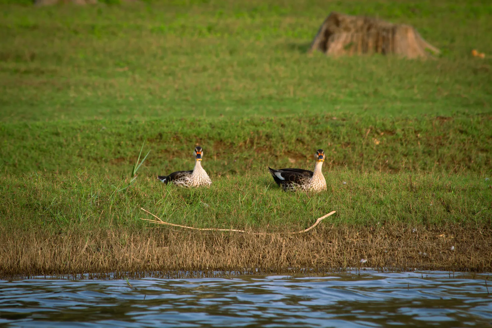 Two ducks resting side by side on a grassy bank at the water’s edge, both looking toward the camera.