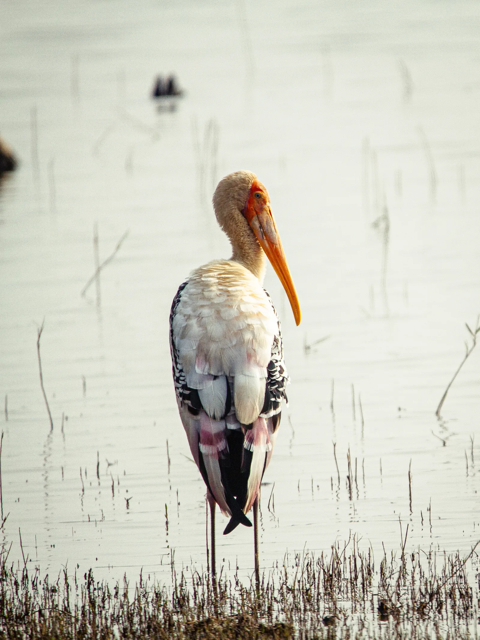 A painted stork standing in shallow water, seen from behind with its head turned to the side, showing its long orange bill and pink-tinged black-and-white feathers.